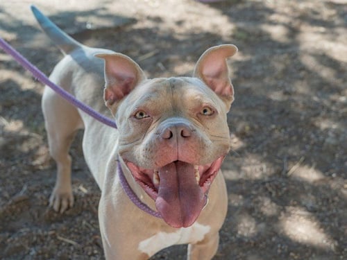 BLUE - American Staffordshire Terrier available for adoption