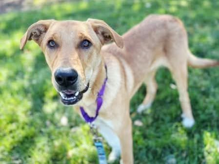 TOBY - Great Pyrenees / Labrador Retriever available for adoption