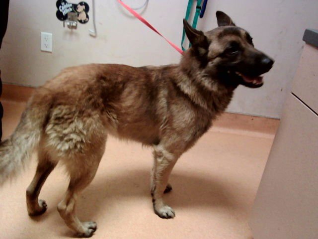 CLIFF - German Shepherd Dog available for adoption