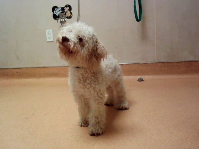 MARSHMALLOW - Poodle (Miniature) available for adoption