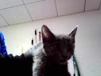 KITTEN 1 - Photo 1