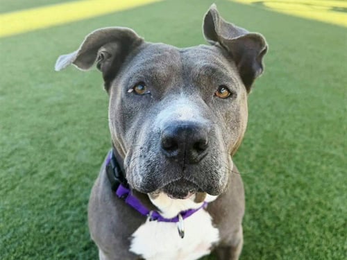 CALI BABY - Pit Bull Terrier available for adoption