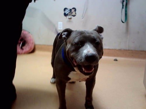 CALI BABY - Pit Bull Terrier available for adoption