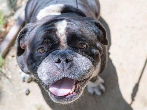 BIGGIE - English Bulldog available for adoption