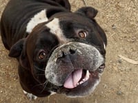 BIGGIE - Photo 1