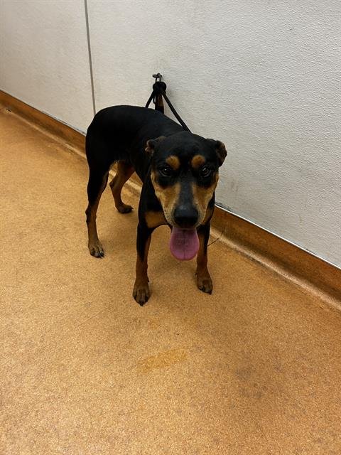 EILONY - Doberman Pinscher for adoption in Vallejo