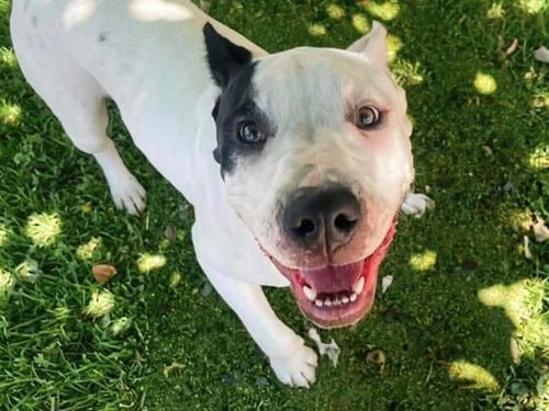 TYCHO - American Bulldog for adoption in Concord