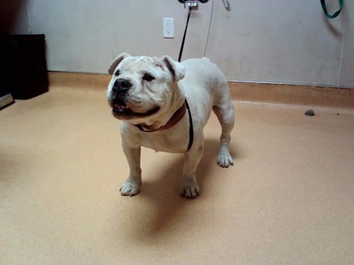 MOOMAW - Bulldog / Pit Bull Terrier available for adoption