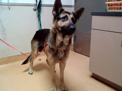 YOSEMITE SAM - German Shepherd Dog available for adoption