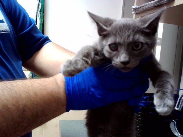 KITTEN 3 Image