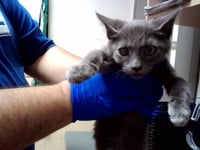 KITTEN 3 - Photo 1