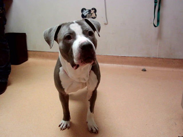 CLEVELAND - Pit Bull Terrier available for adoption