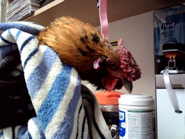SUNNYBELLE Image