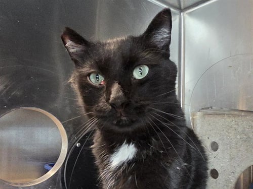 A1051438 - Domestic Short Hair available for adoption