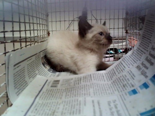 A1048300 - Siamese available for adoption