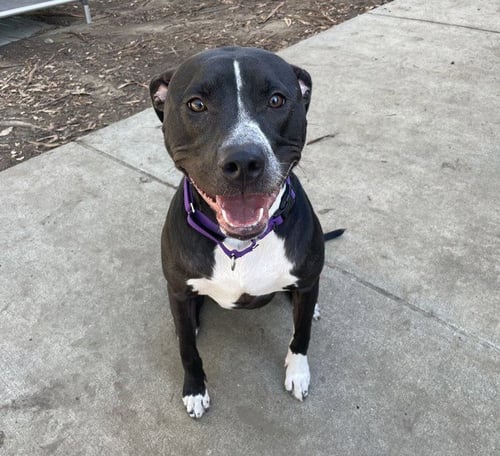 NOVA - Pit Bull Terrier available for adoption