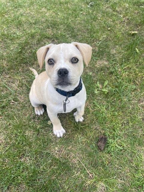 BUTTERS - Pit Bull Terrier available for adoption