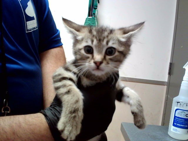 A1050411 Image