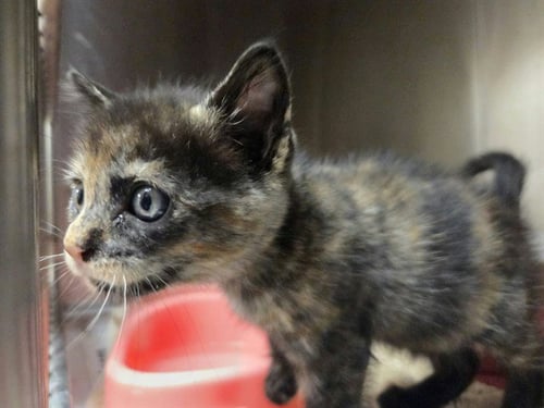 A1055171 - Domestic Short Hair available for adoption