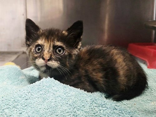 A1055171 - Domestic Short Hair available for adoption