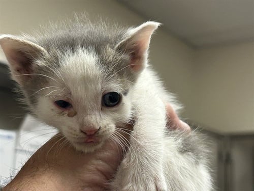 A1047780 - Domestic Short Hair available for adoption
