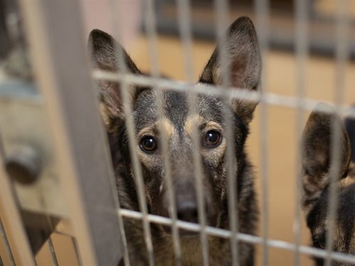 TIFFY - German Shepherd Dog available for adoption