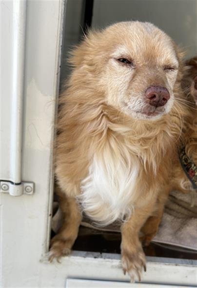 ALADDIN - Pomeranian available for adoption