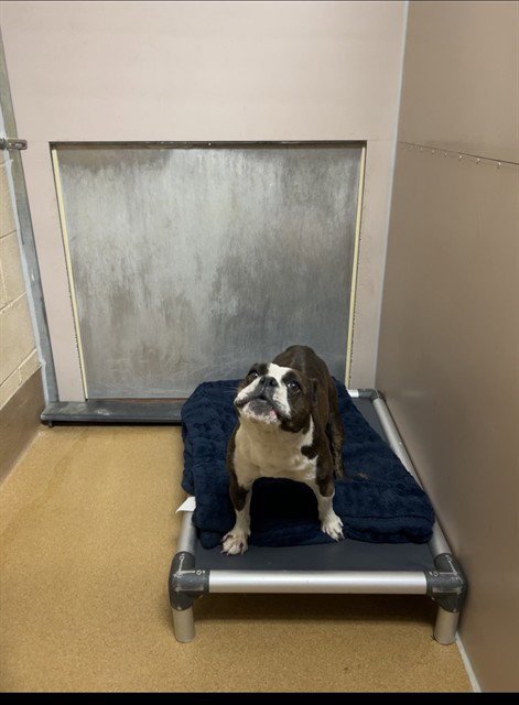 A1053288 - French Bulldog available for adoption