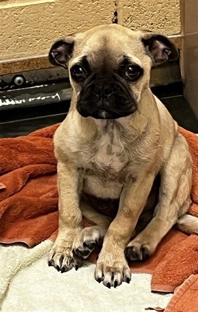 FREDDIE - Pug available for adoption