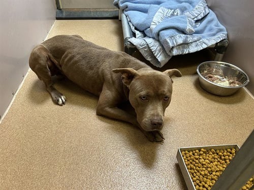 CHOCOLATE CHIP - Pit Bull Terrier available for adoption