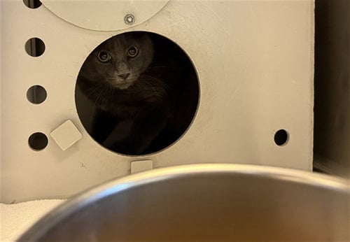 A1048785 - Domestic Medium Hair available for adoption