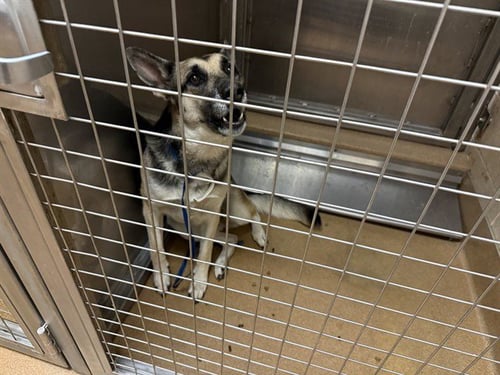 WONDER WOMAN - German Shepherd Dog available for adoption