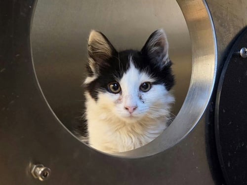 A1052884 - Domestic Medium Hair available for adoption