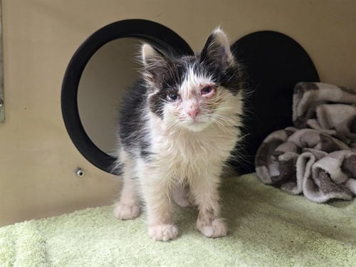 A1052884 - Domestic Medium Hair available for adoption