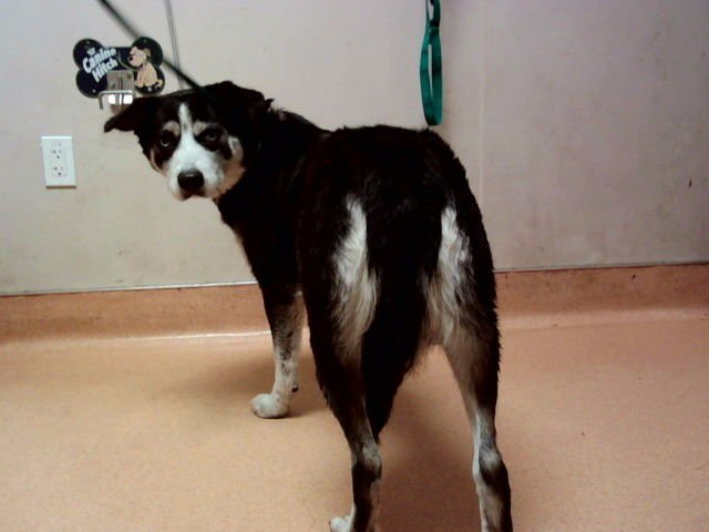 GIGI - German Shepherd Dog available for adoption