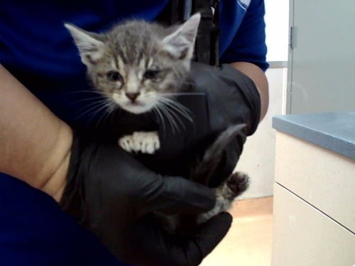 A1049952 - Domestic Short Hair available for adoption