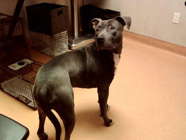 POPEYE - Pit Bull Terrier available for adoption