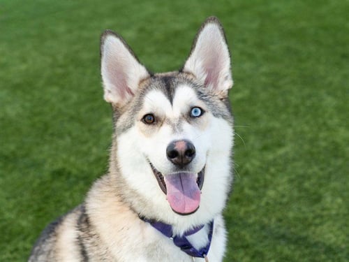 WEBER - Siberian Husky available for adoption