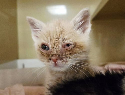 A1048246 - Domestic Short Hair available for adoption