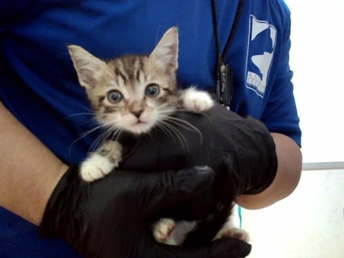 A1049374 - Domestic Short Hair available for adoption