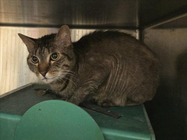 MANGO - Domestic Short Hair available for adoption