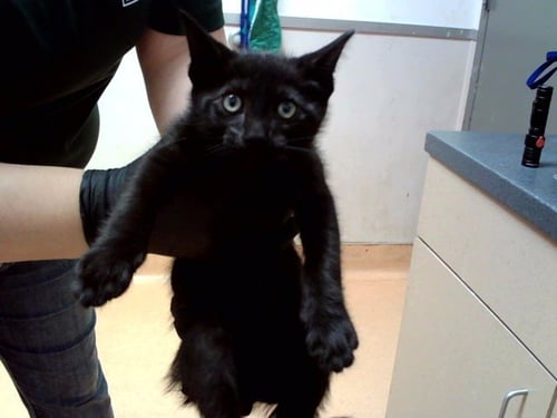 A1052094 - Domestic Short Hair available for adoption