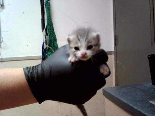 A1049610 - Domestic Short Hair available for adoption