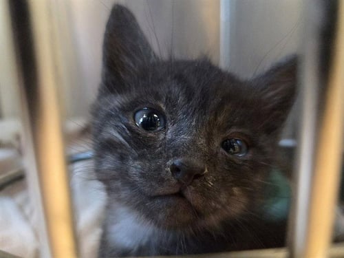 A1053512 - Domestic Short Hair available for adoption