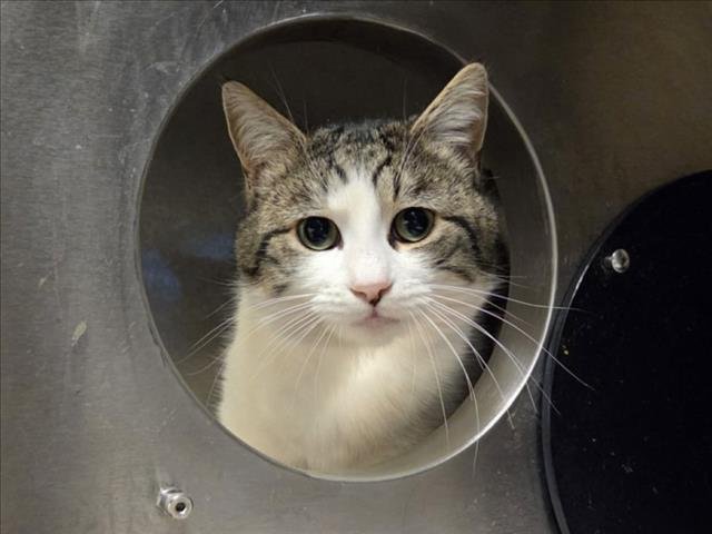 WIGGY - Domestic Short Hair available for adoption