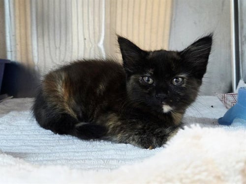 TEMPTATIONS - Domestic Medium Hair available for adoption