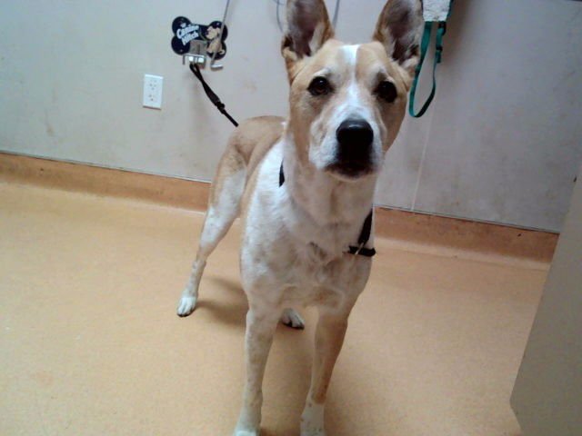 KODA - Australian Cattle Dog/Blue Heeler / German Shepherd Dog for adoption in Vallejo