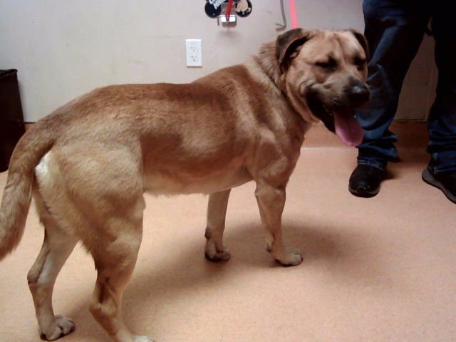 BODE - Pit Bull Terrier available for adoption