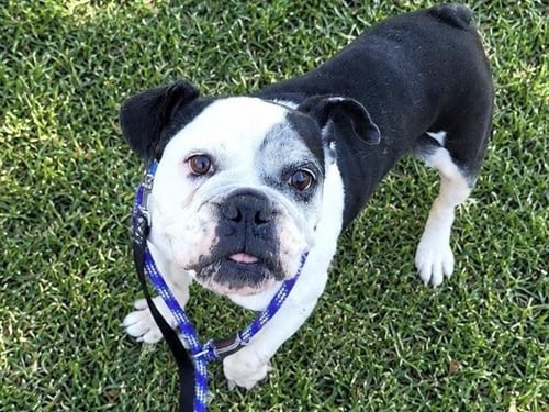 HOPE - English Bulldog available for adoption