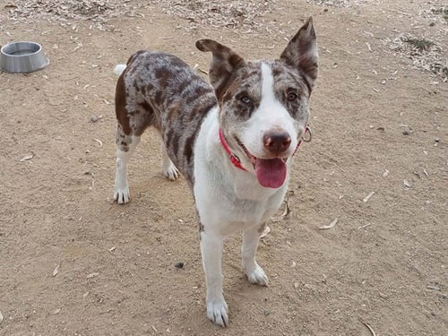 DUKE - Bull Terrier / Australian Shepherd available for adoption